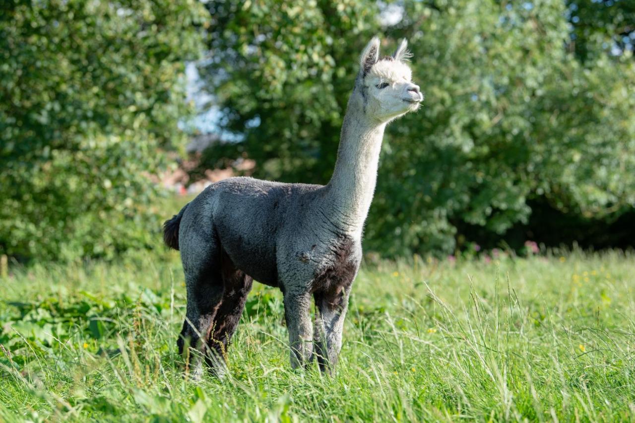 プレストン Alpaca Foldヴィラ エクステリア 写真