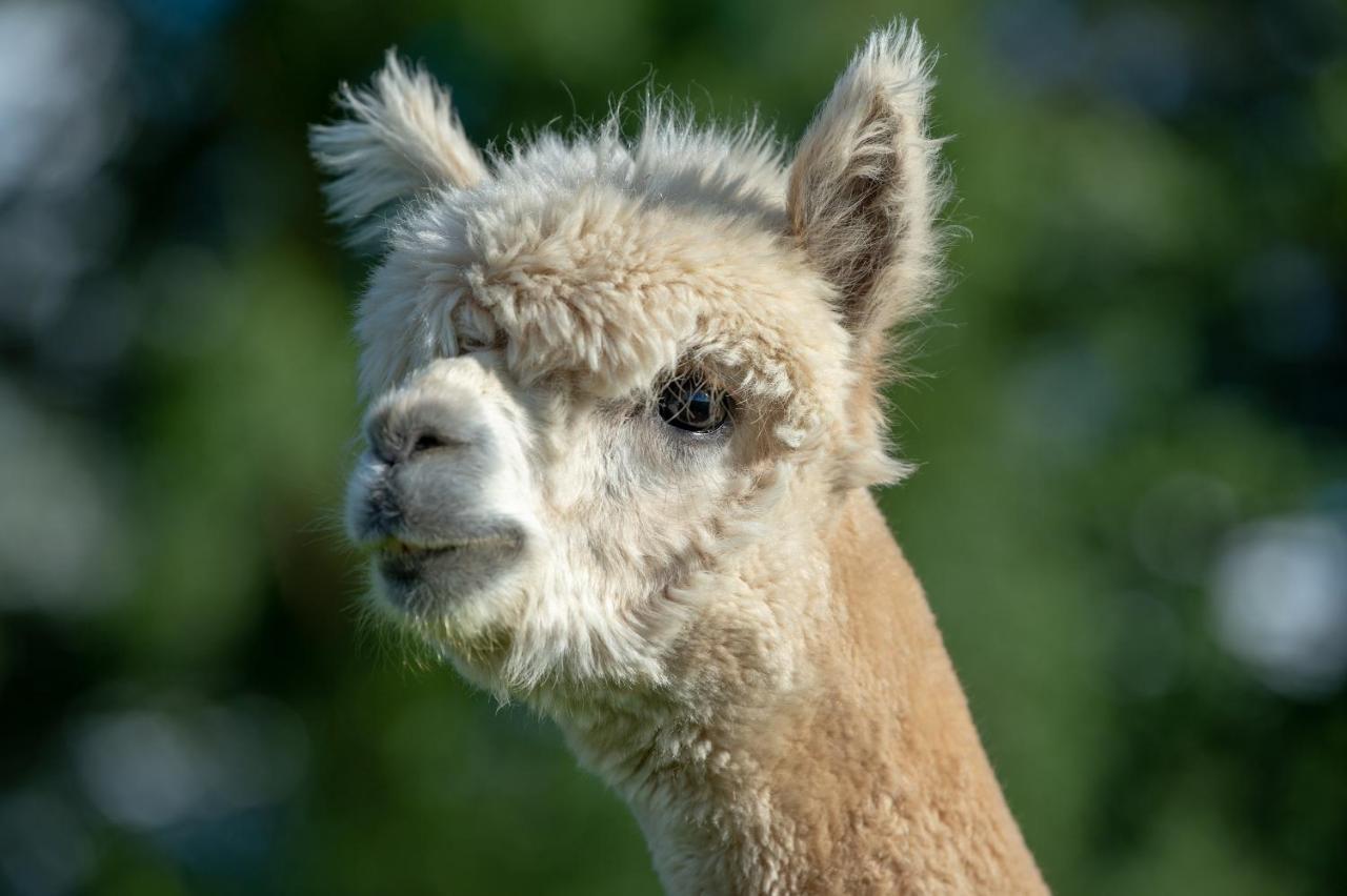 プレストン Alpaca Foldヴィラ エクステリア 写真