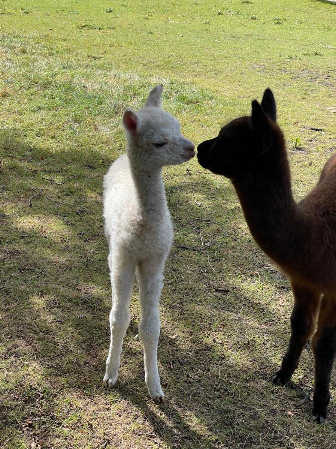 プレストン Alpaca Foldヴィラ エクステリア 写真